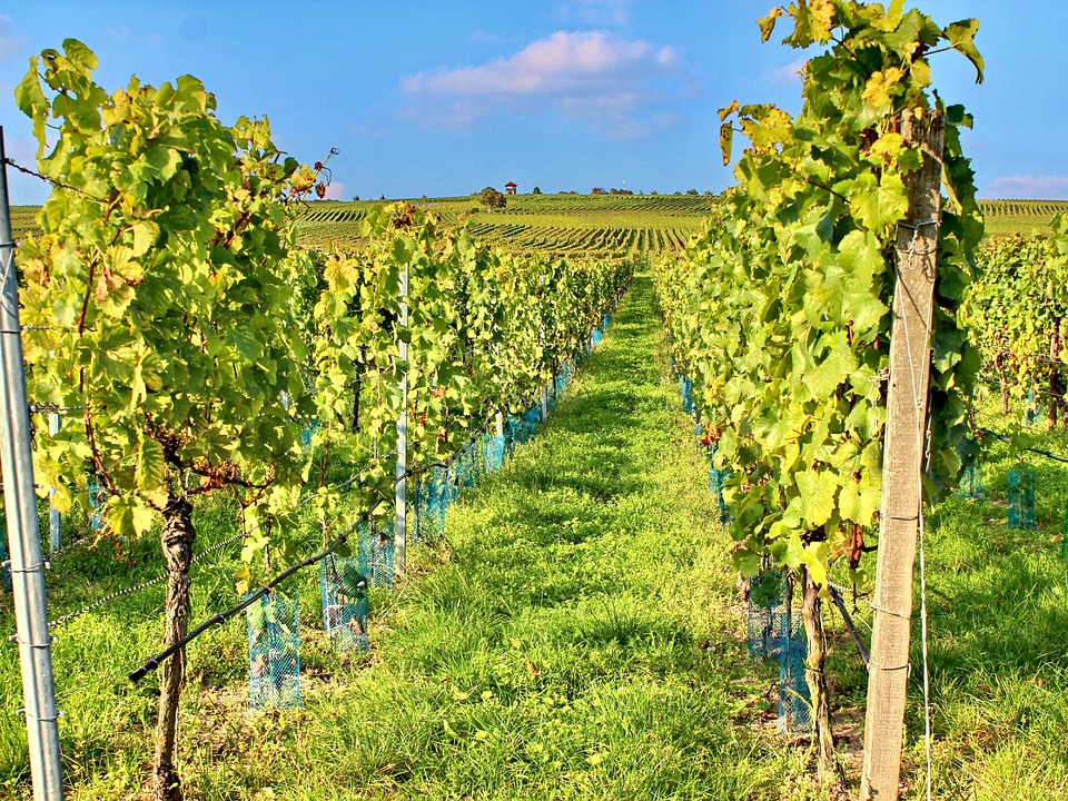 Potatura verde vigneti Teramo - Sfemminellatura Abruzzo Marche